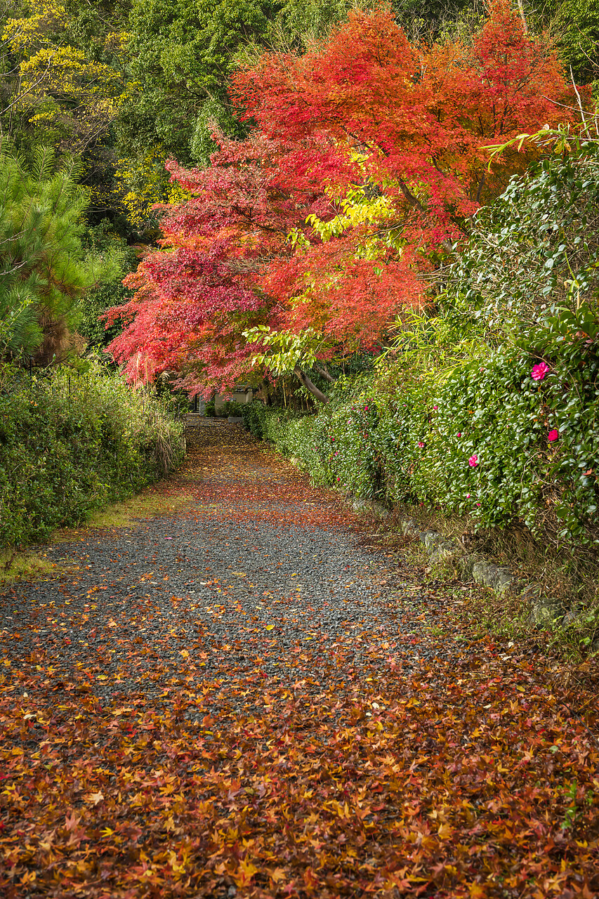 #220741-2 - Footpath & Maple Trees in Autumn, Kyoto, Japan