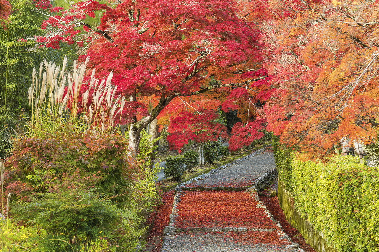 #220742-1 - Footpath & Maple Trees in Autumn, Kyoto, Japan