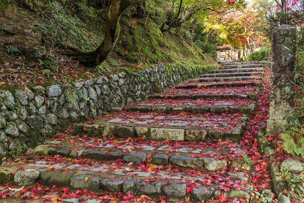 #220743-1 - Autumn Maple Leaves on Stone Steps, Kyoto, Japan