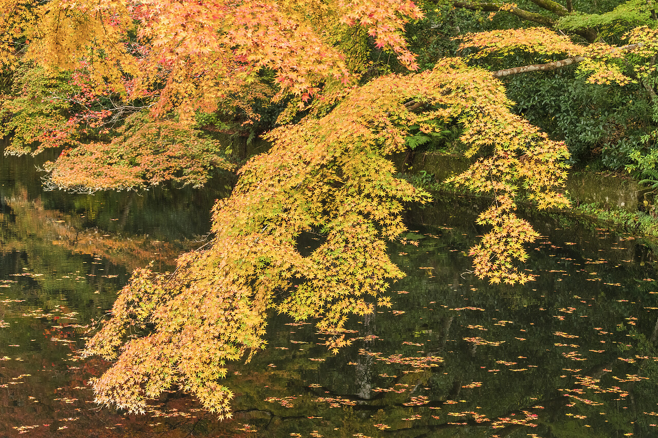 #220748-1 - Maple Tree Branch Over Pond, Kyoto, Japan