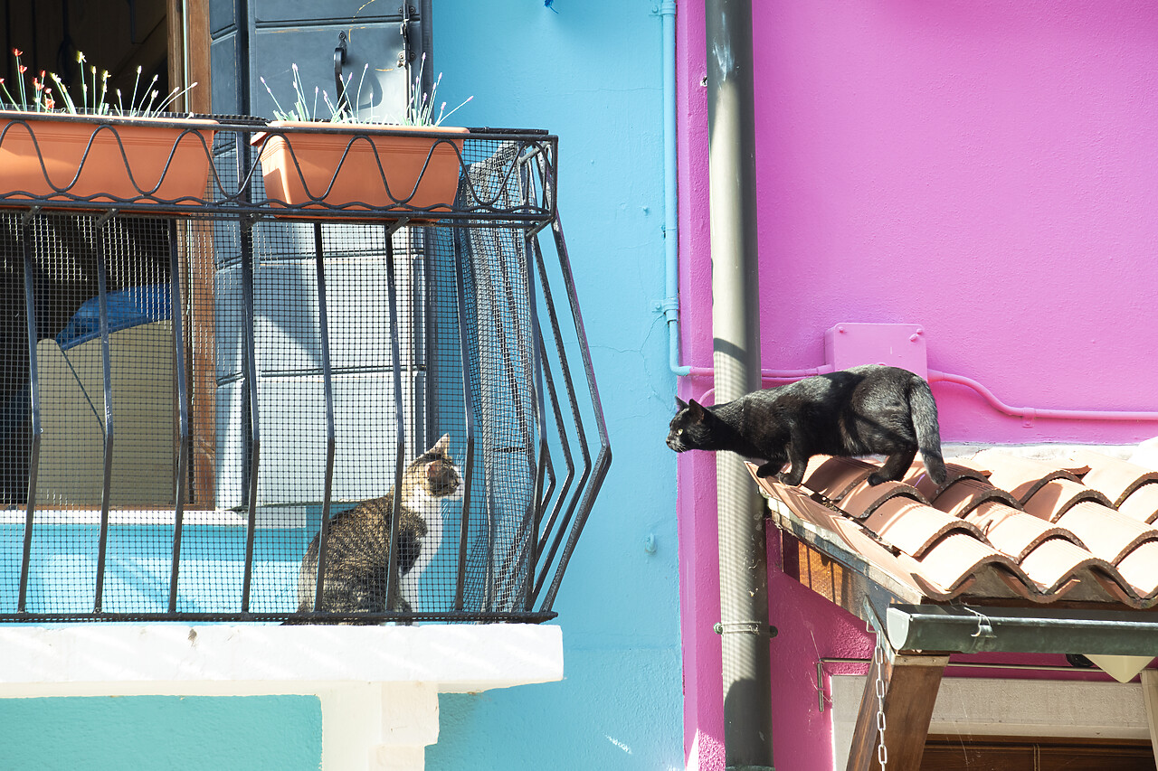 #220820-1 - Taunting Black Cat, Burano, Venice, Italy