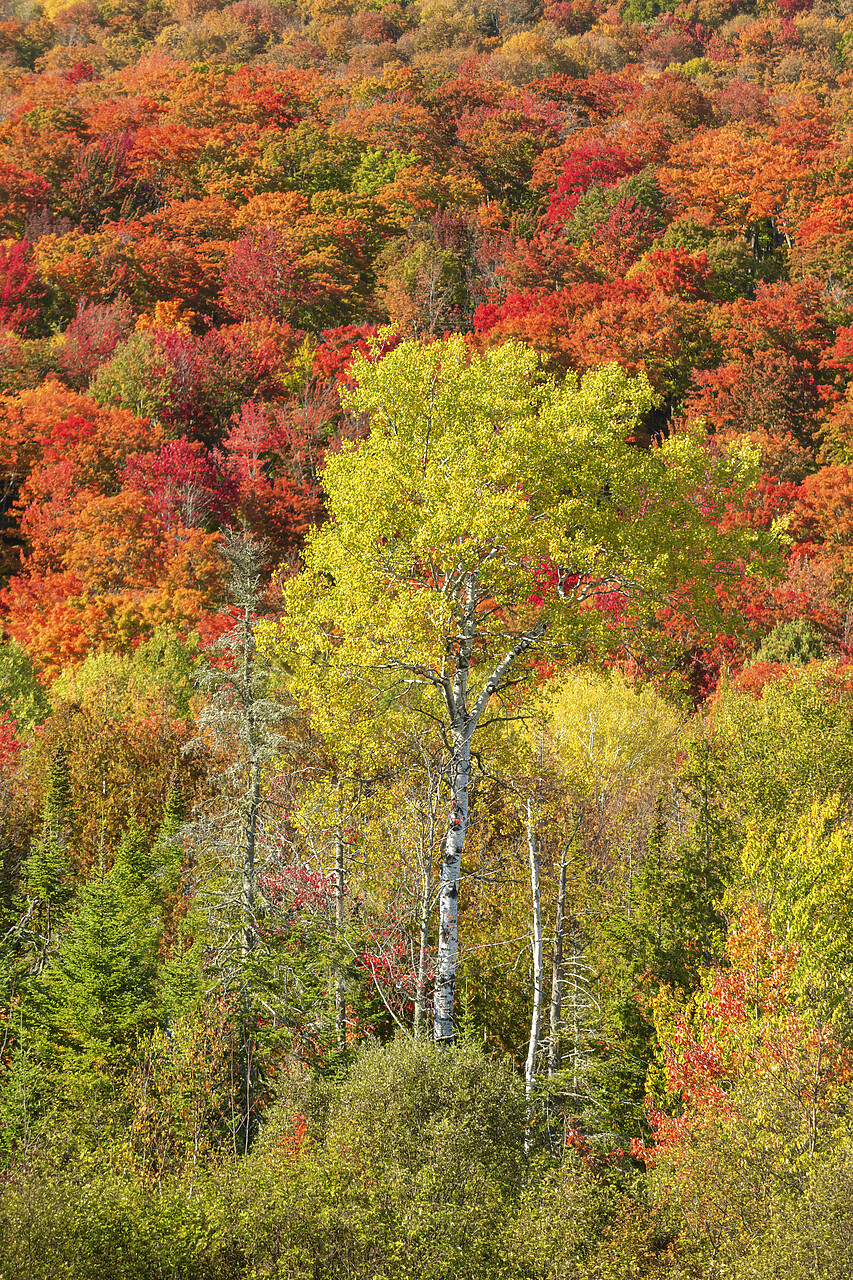 #230431-2 - Autumn Trees, Vermont, New England, USA