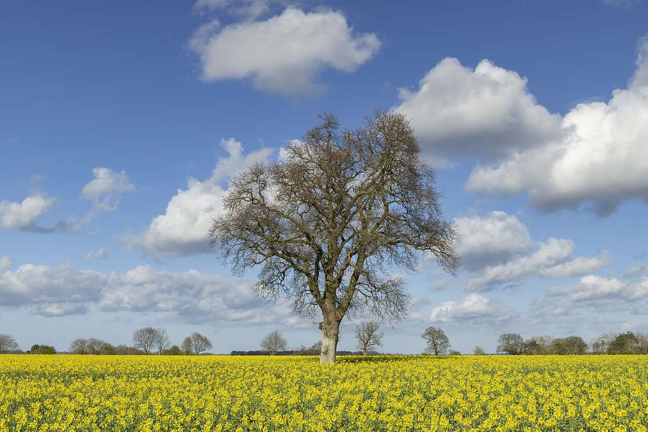 #240004-1 - Tree in Field of Oil Seed Rape, Aylsham, Norfolk, England