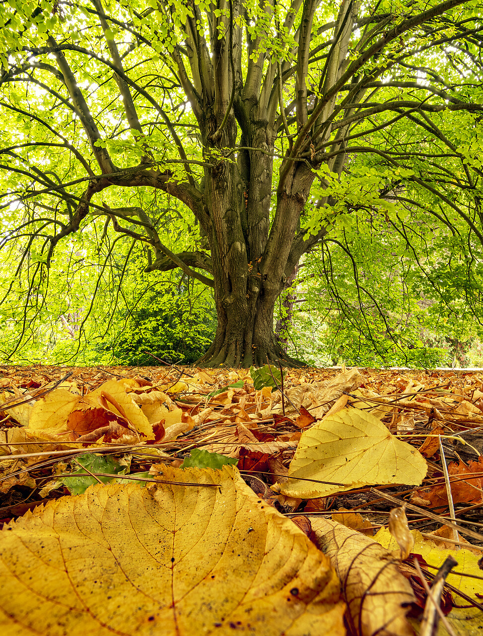 #240056-1 - Lime Tree in Autumn, Christchurch Botanical Gardens, South Island, New Zealand