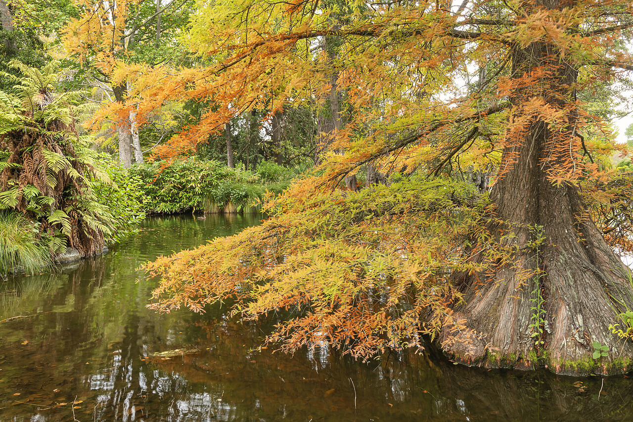 #240067-1 - Cypress Tree in Autumn, Christchurch Botanical Gardens, South Island, New Zealand