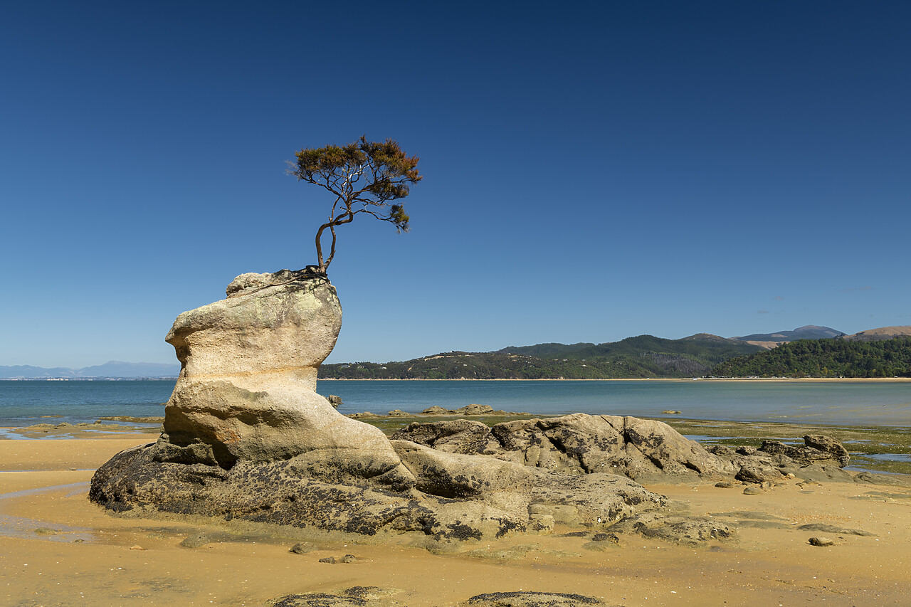 #240089-1 - Lone Tree Growing Out of Rock, Tinline Bay, Abel Tasman National Park,  South Island, New Zealand