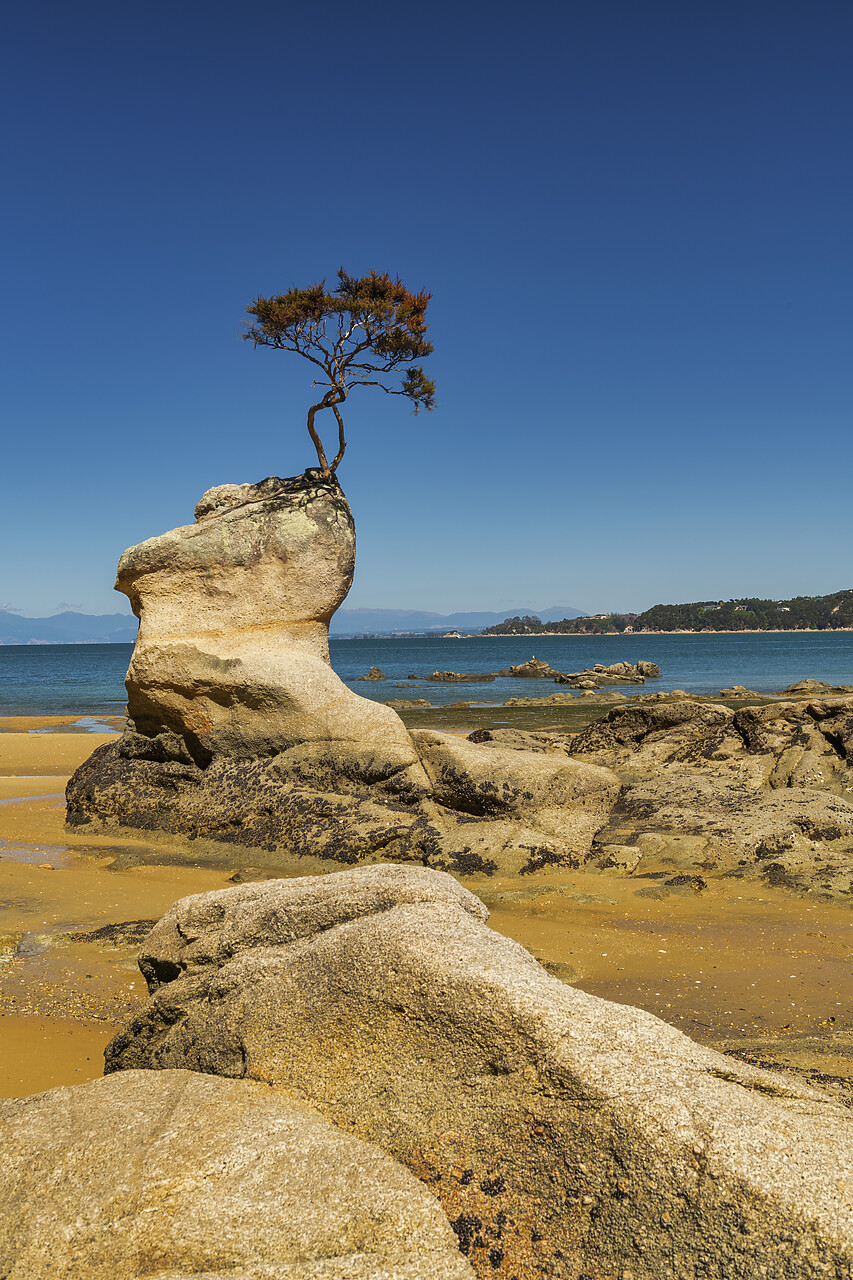 #240090-1 - Lone Tree Growing Out of Rock, Tinline Bay, Abel Tasman National Park,  South Island, New Zealand