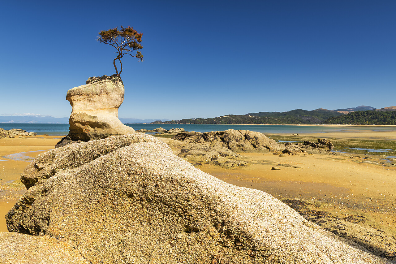 #240091-1 - Lone Tree Growing Out of Rock, Tinline Bay, Abel Tasman National Park,  South Island, New Zealand