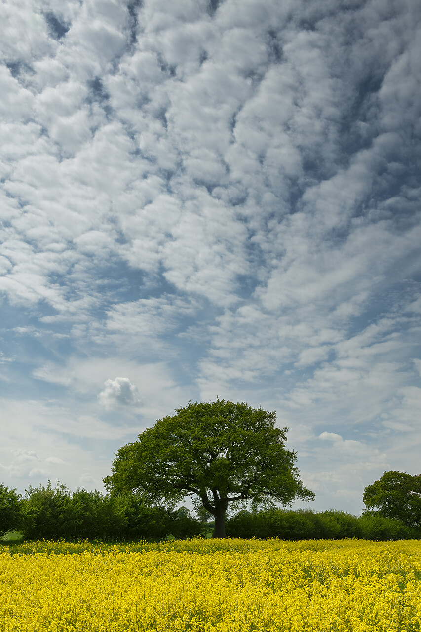 #240193-1 - Cloudscape over Oak Tree in Field of Oilseed Rape, near Alysham, Norfolk, England