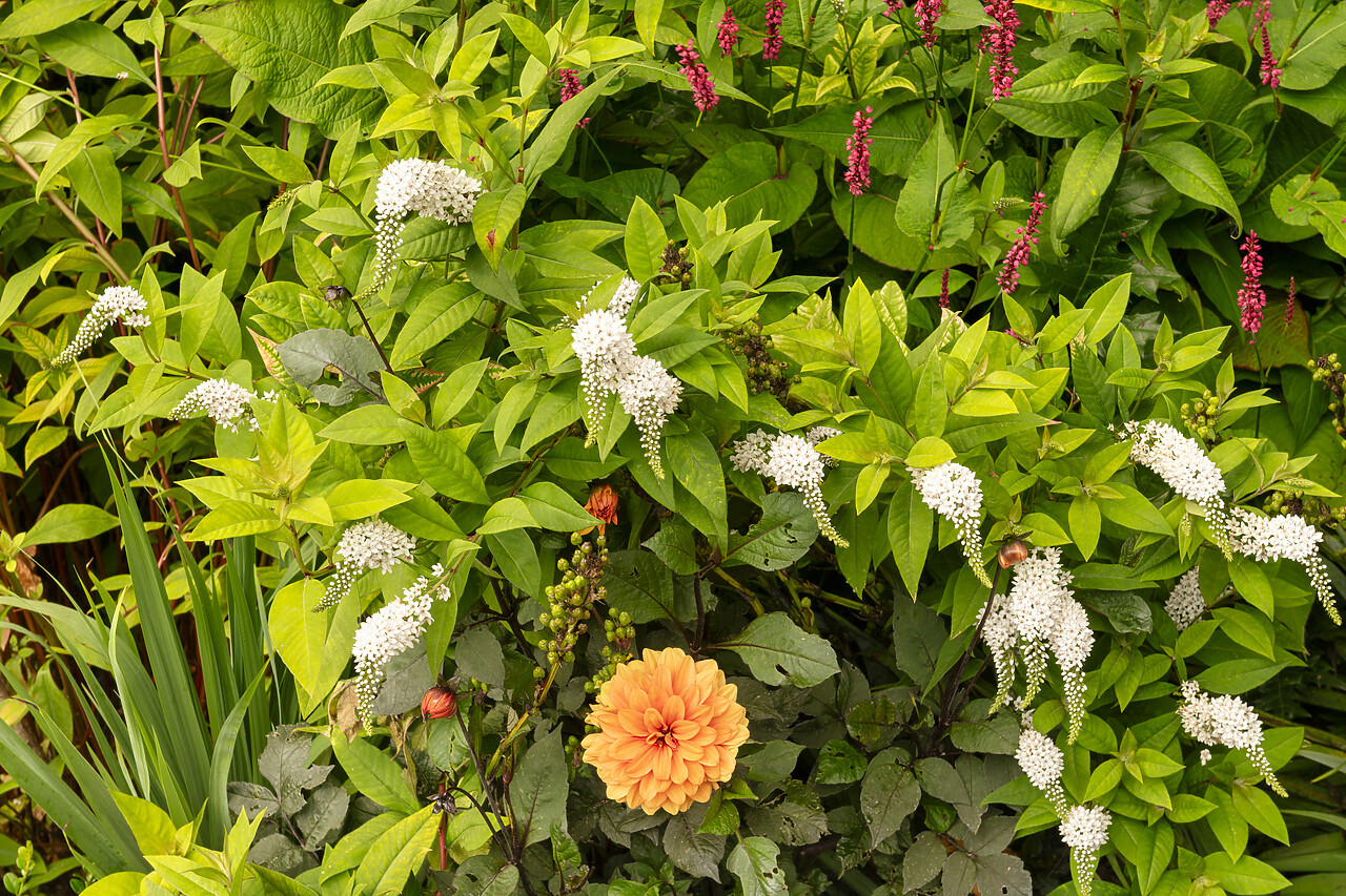 #240226-1 - Brodsworth Hall & Gardens, Brodsworth, Doncaster, South Yorkshire, England