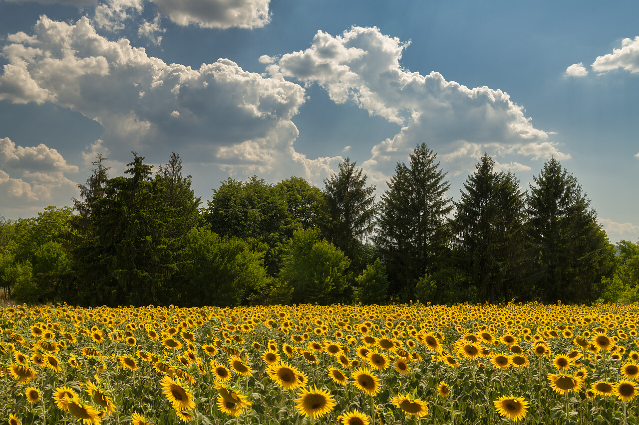 #240229-1 - Field of Sunflowers, Bulgaria, Eastern Europe