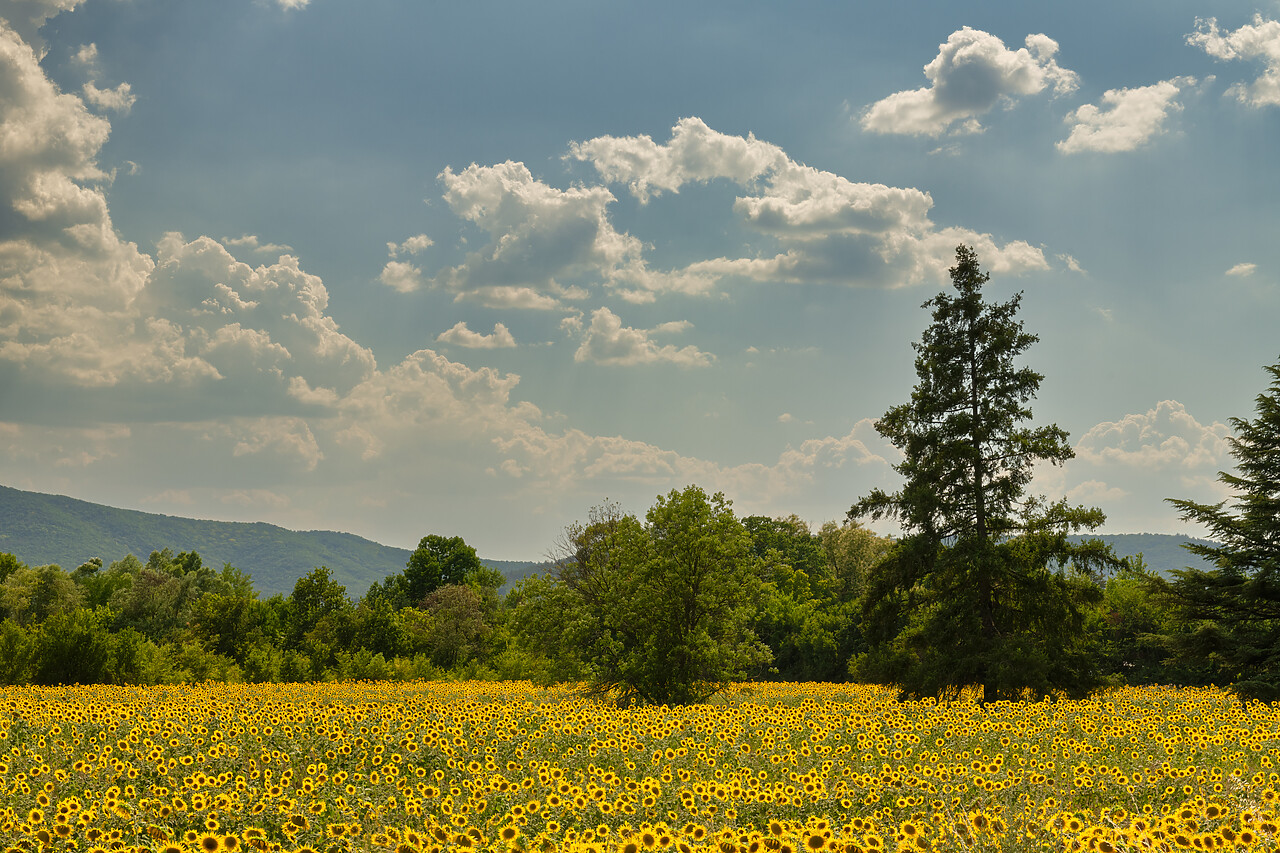 #240230-1 - Field of Sunflowers, Bulgaria, Eastern Europe