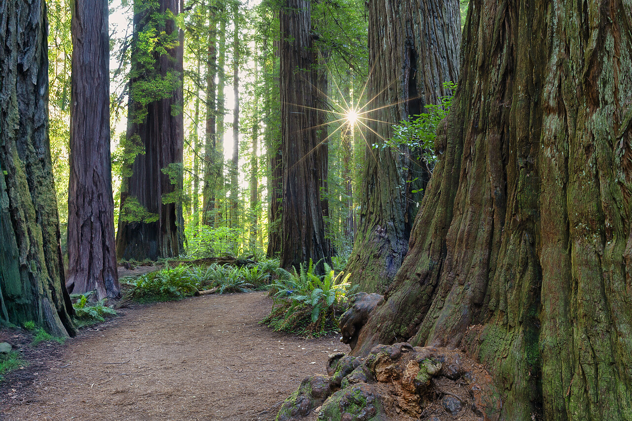 #240231-1 - Path Through Redwoods, Jedediah Smith Redwoods State Park, California, USA