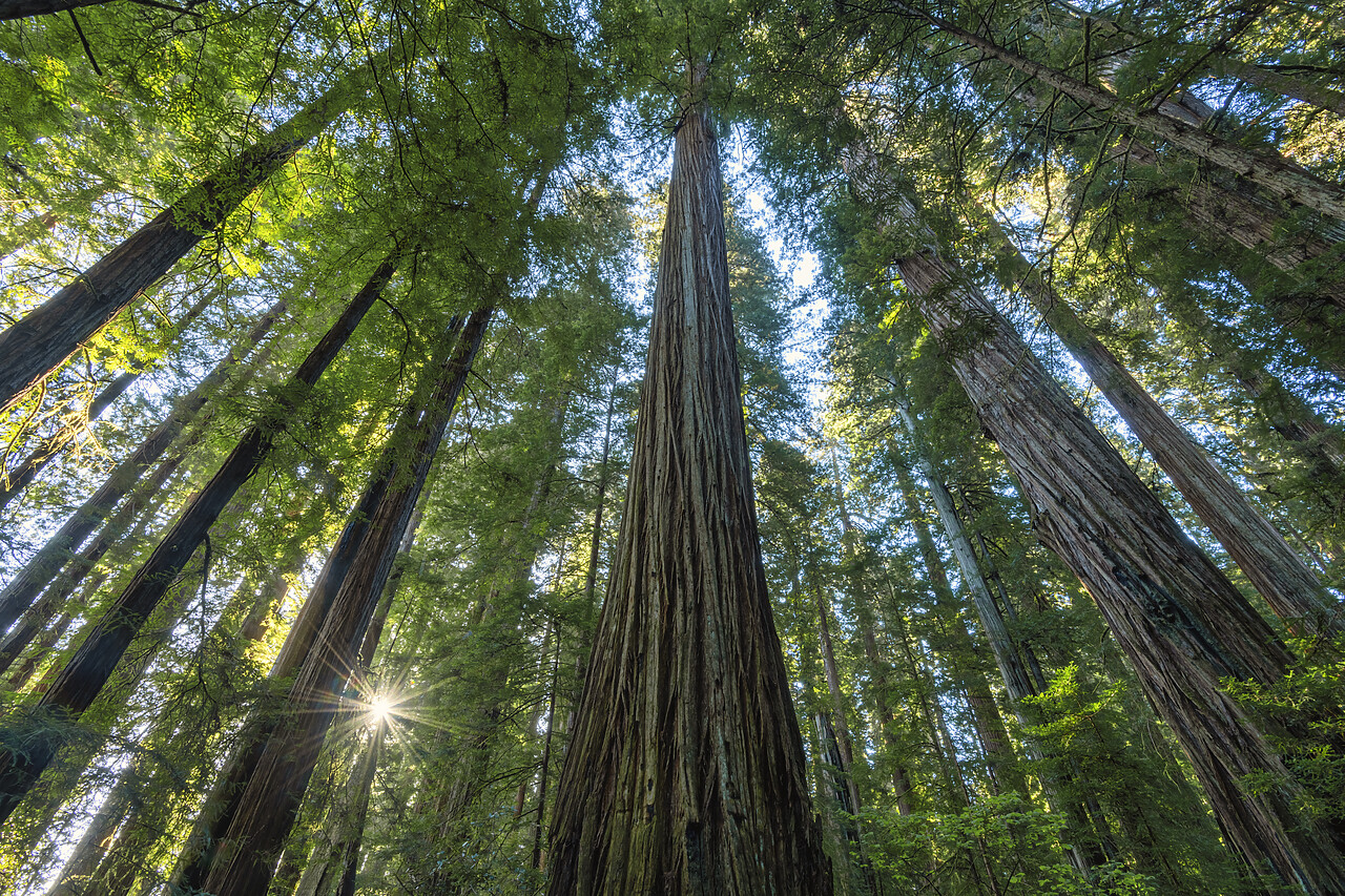 #240232-1 - Sunburst Through Redwoods, Jedediah Smith Redwoods State Park, California, USA