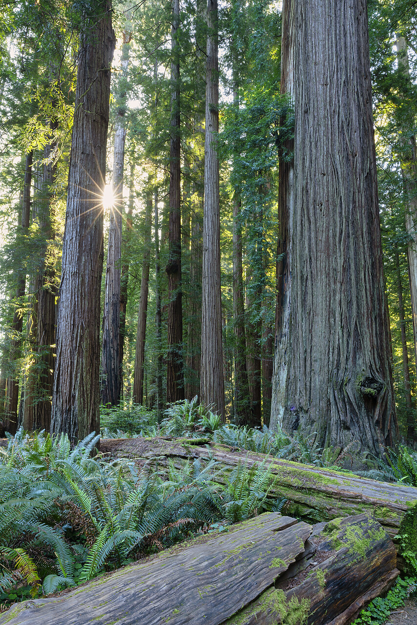 #240233-1 - Sunburst Through Redwoods, Jedediah Smith Redwoods State Park, California, USA