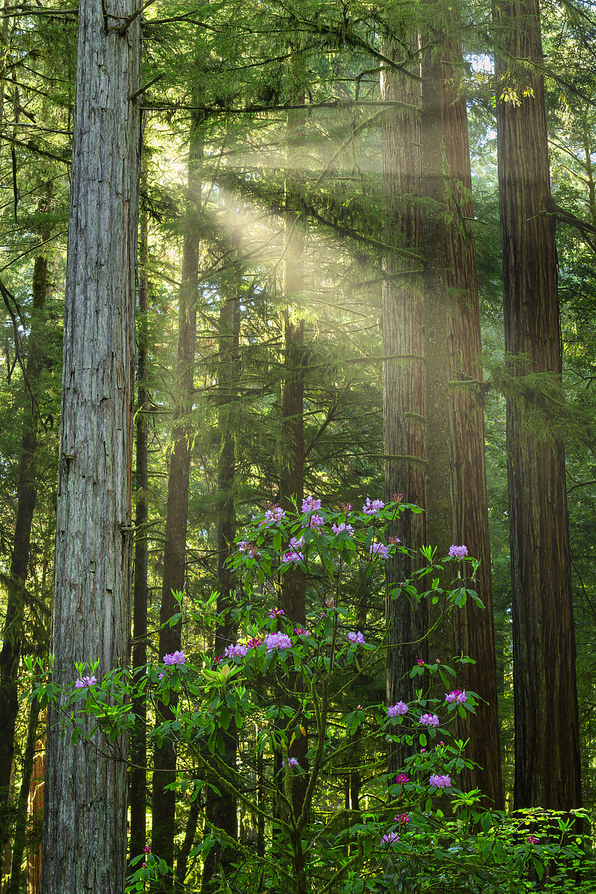 #240234-1 - Sunrays trhrough Redwoods, Jedediah Smith Redwoods State Park, California, USA