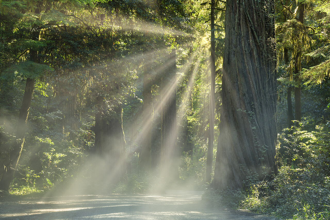 #240235-1 - Sunrays trhrough Redwoods, Jedediah Smith Redwoods State Park, California, USA