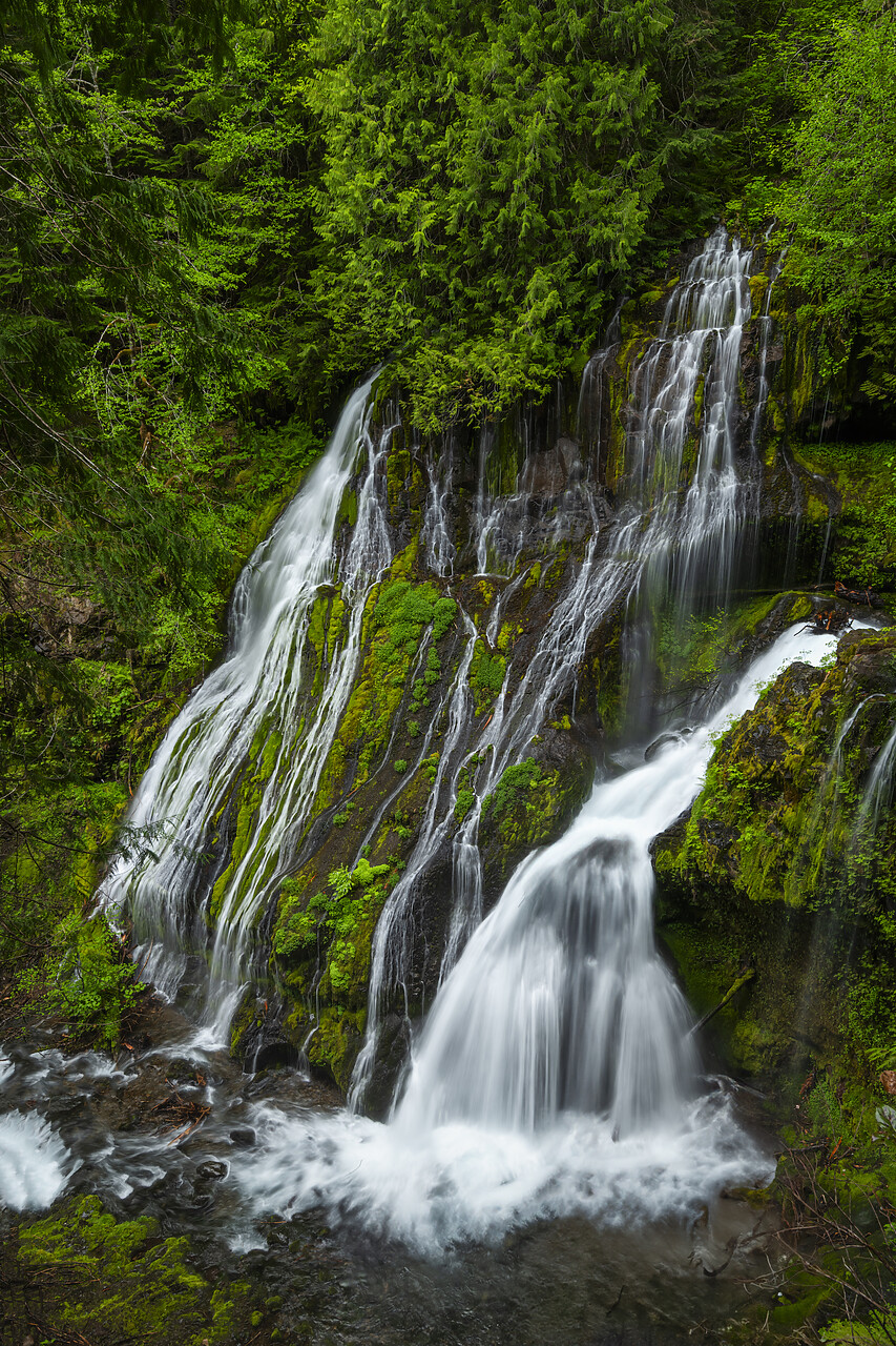 #240266-1 - Panther Creek Falls, Washington, USA