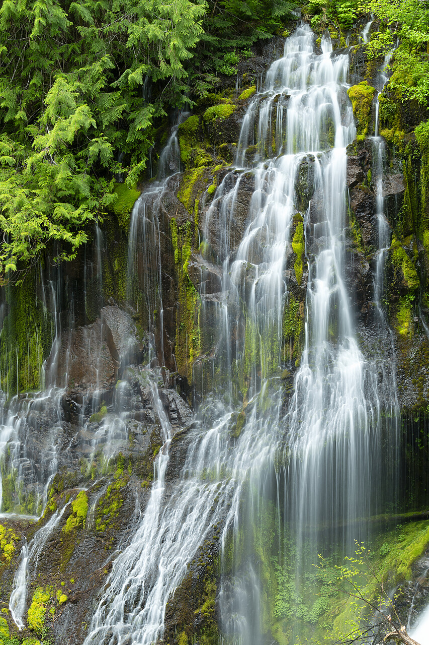 #240267-2 - Panther Creek Falls, Washington, USA