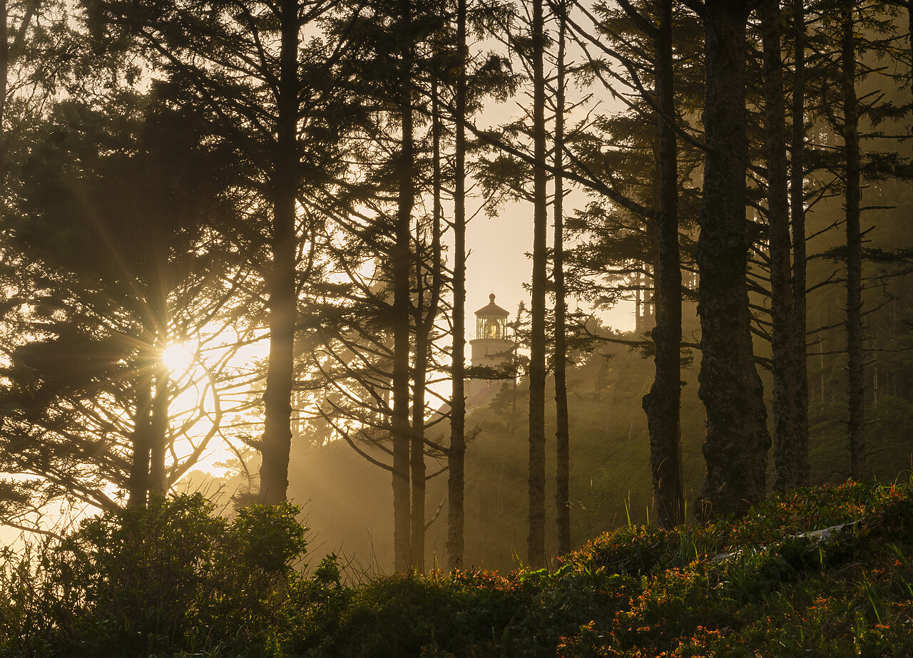 #240273-1 - Sunrays through Trees, Haceta LIghthouse, Oregon, USA