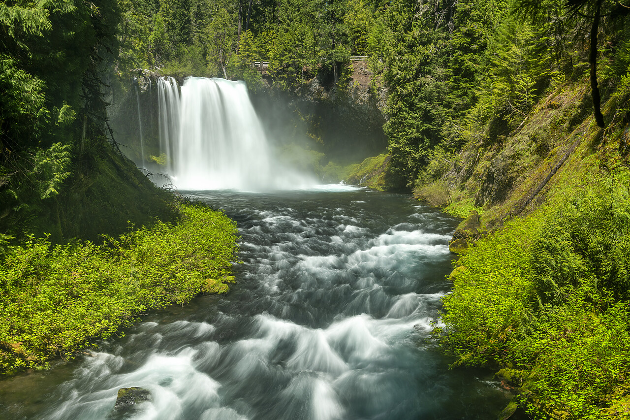 #240280-1 - Koosah Falls, Willamette National Forest, Oregon, USA