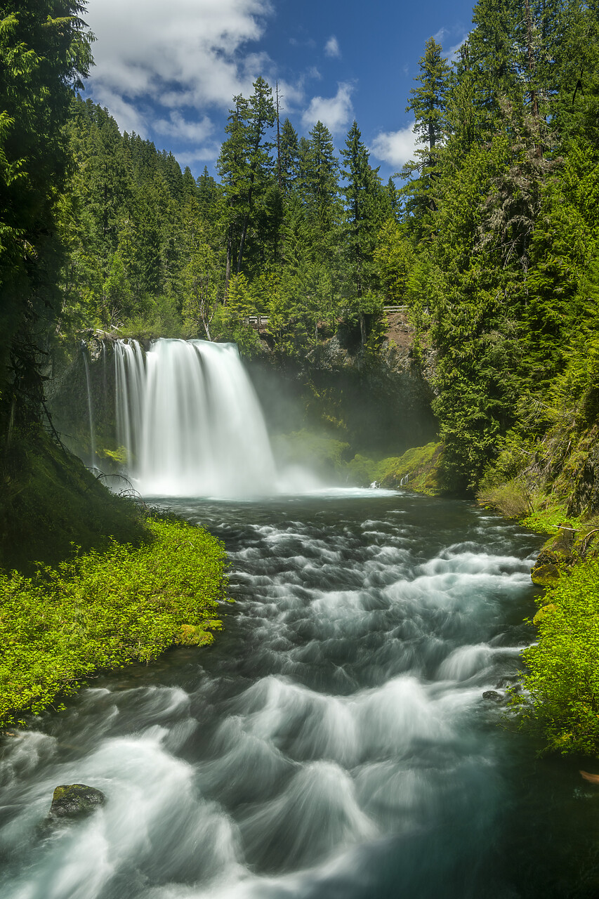 #240280-2 - Koosah Falls, Willamette National Forest, Oregon, USA