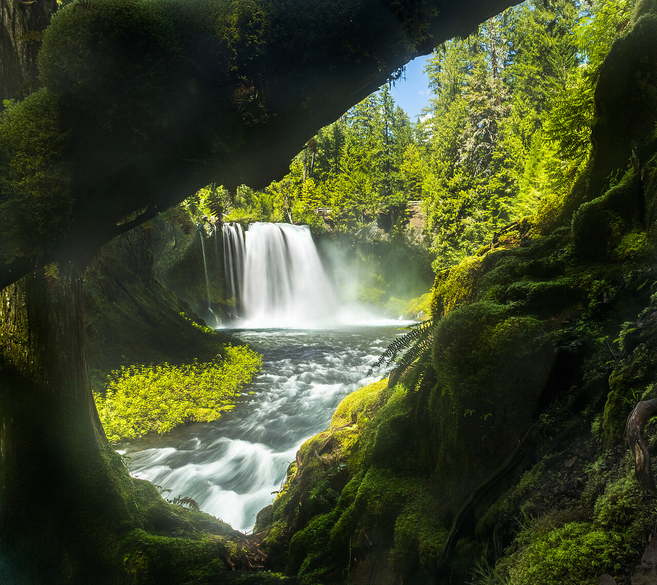 #240281-1 - Koosah Falls, Willamette National Forest, Oregon, USA