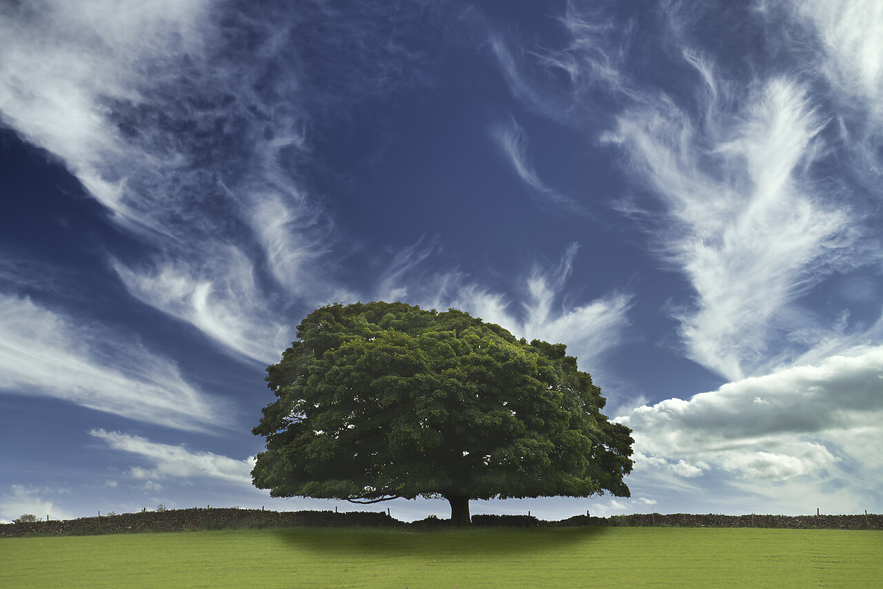 #240338-1 - Cloudscape over Tree, Peak District National Park, Derbyshire, England