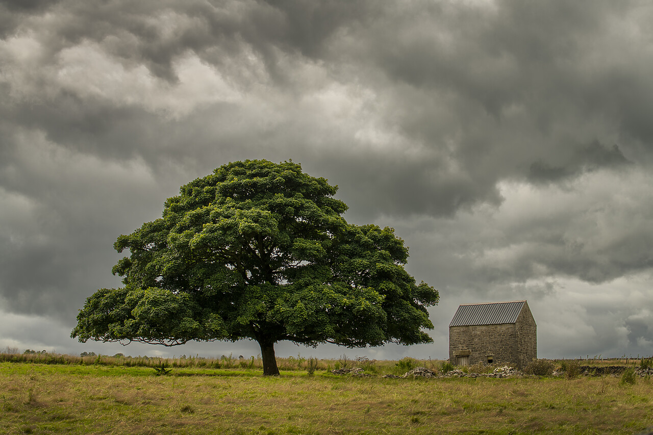 #240339-1 - Tree & Stone Barn, Tideswell, Peak District National Park, Derbyshire, England