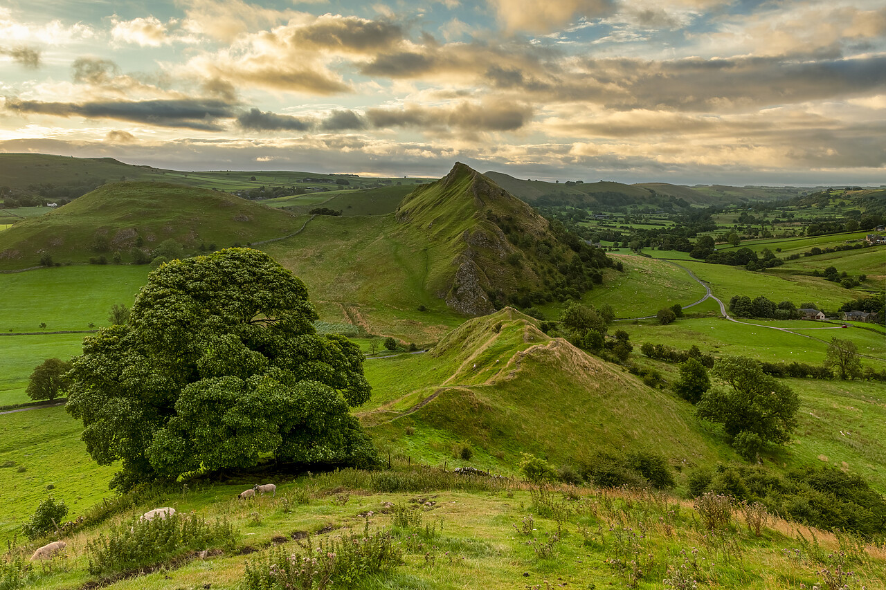 #240342-1 - Chrome Hill & Parkhouse Hill at Sunrise, Peak District National Park, Derbyshire, England