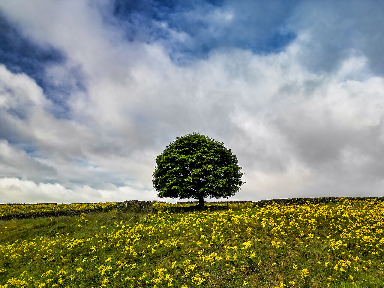 #240344-1 - Lone Tree in Field of  Ragwort, Peak District National Park, Derbyshire, England