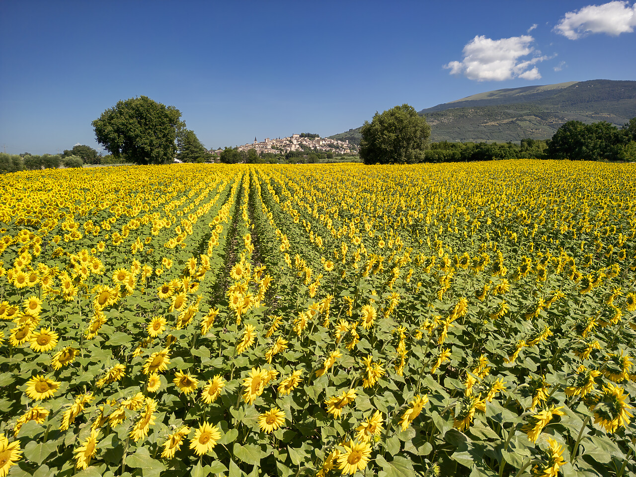 #240346-1 - Field of Sunflowers, Spello, Umbria, Italy