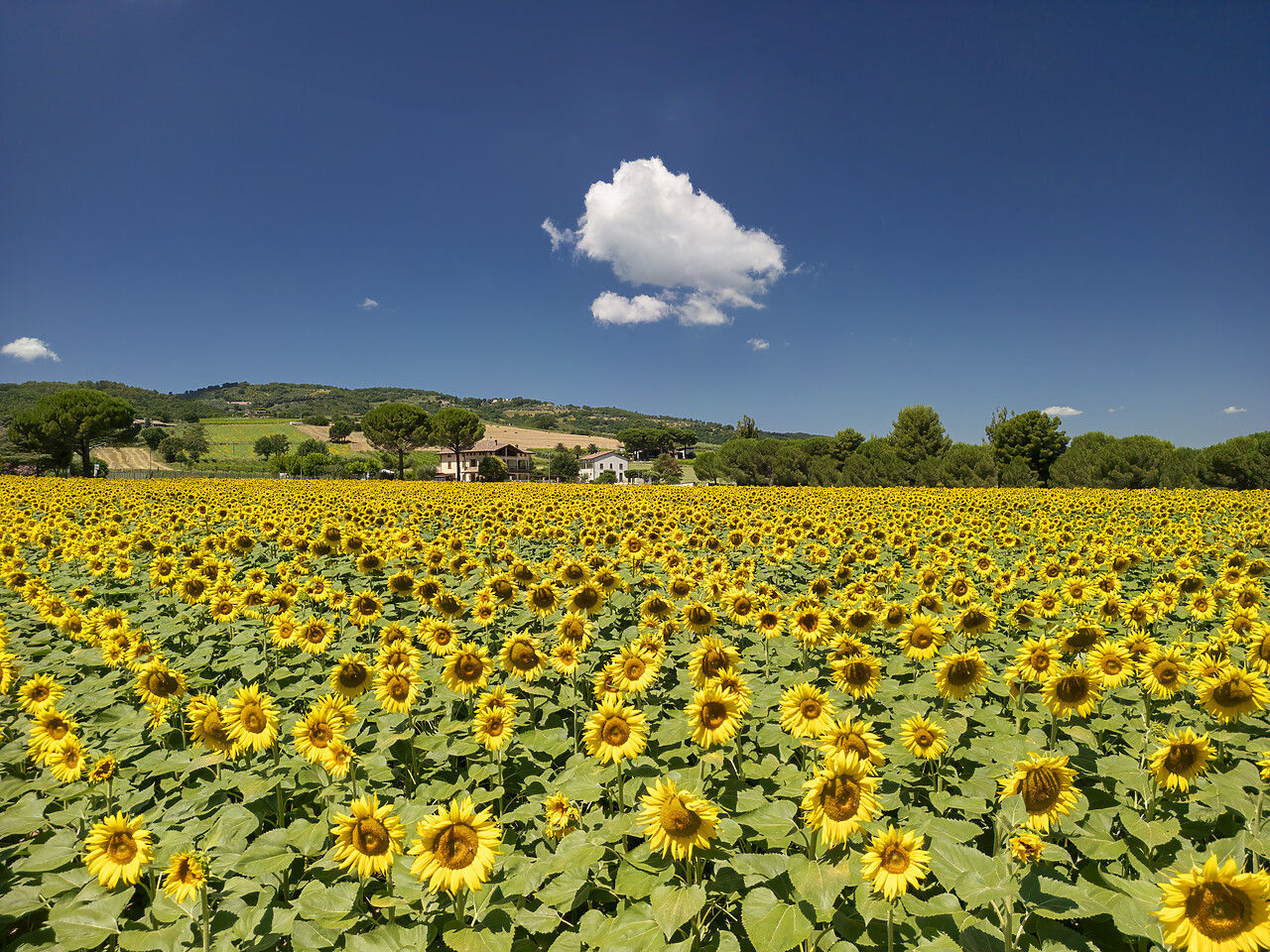 #240347-1 - Field of Sunflowers, Umbria, Italy