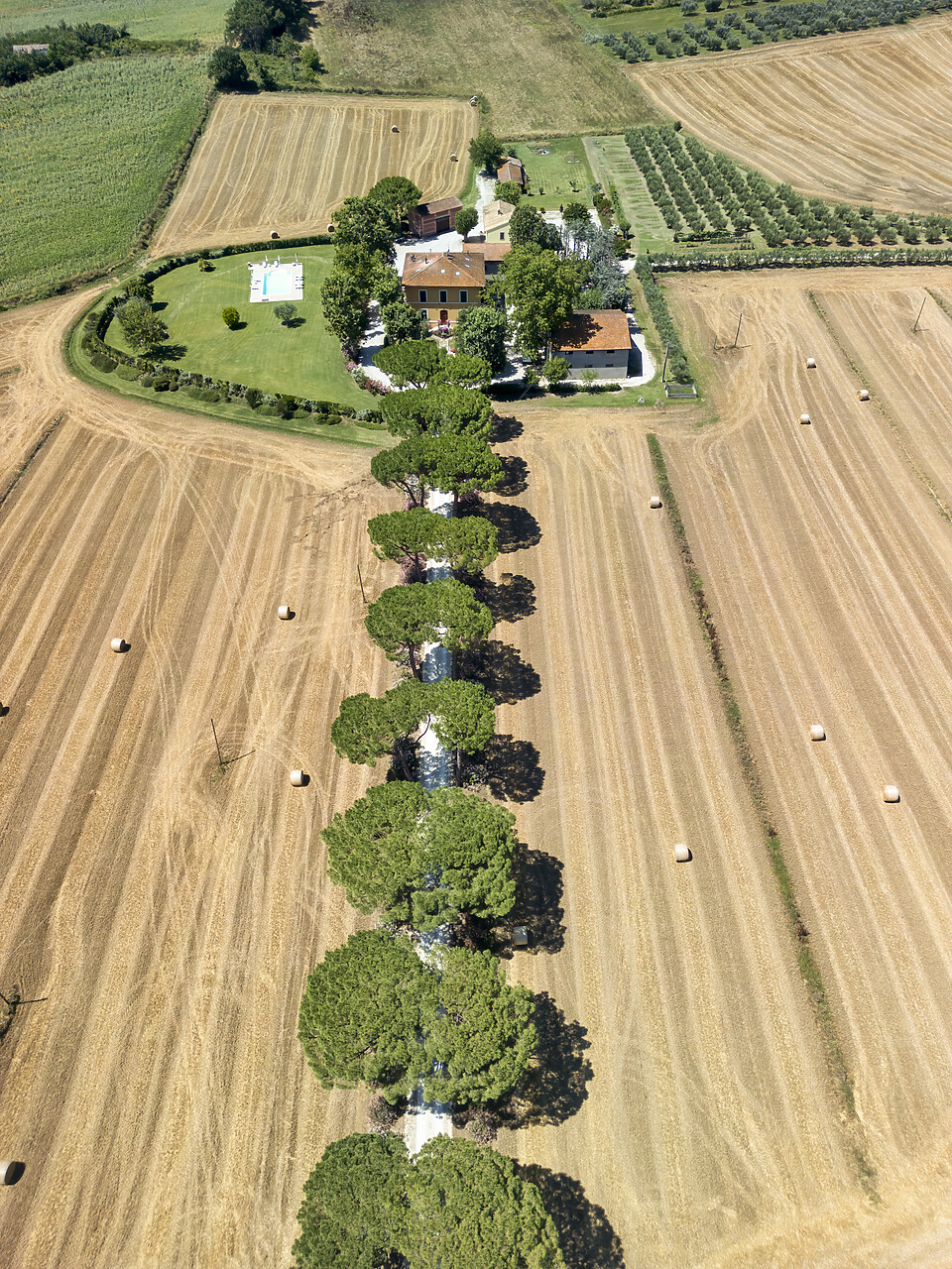 #240348-1 - Aerial View over Pine Trees Leading to Villa, Umbria, Italy