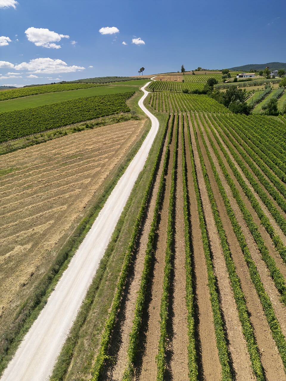 #240349-1 - Aerial View over Road Through Vineyard, Umbria, Italy