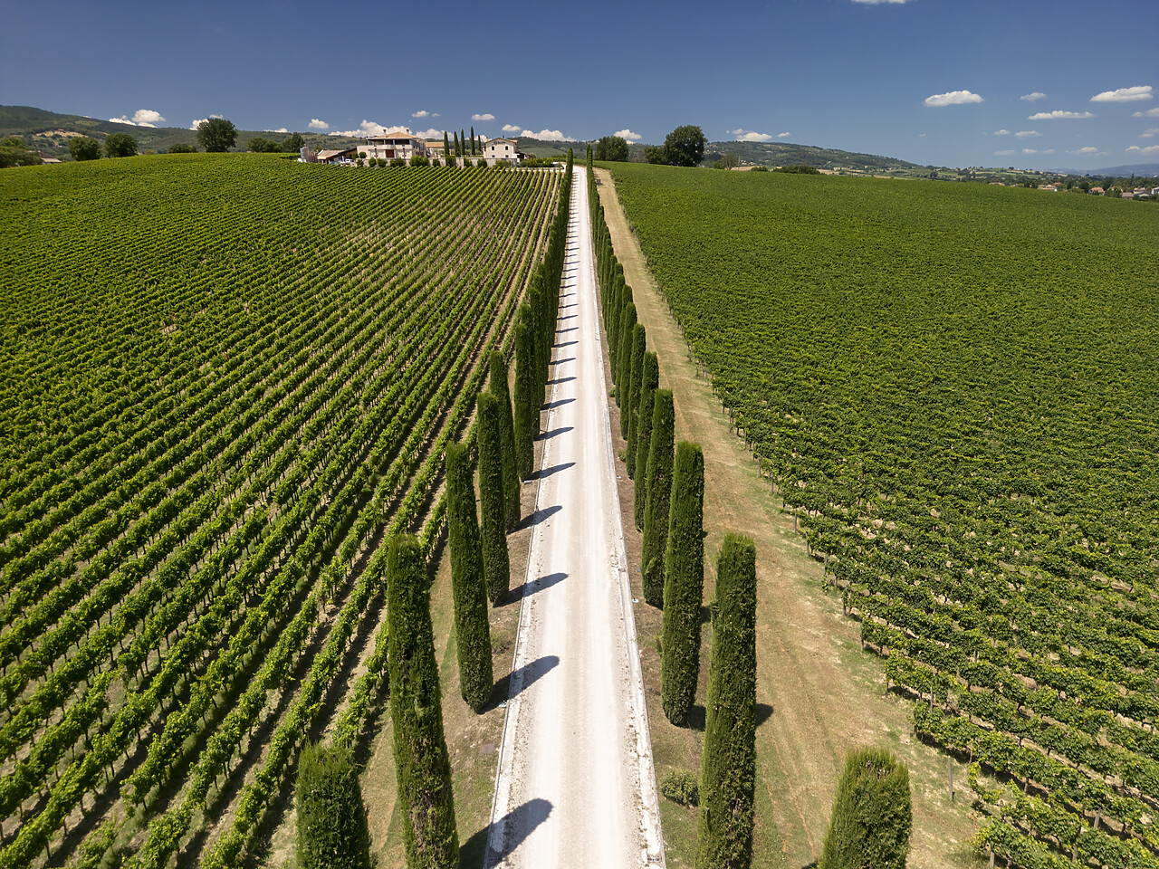 #240350-1 - Aerial View over Road Through Vineyard, Umbria, Italy