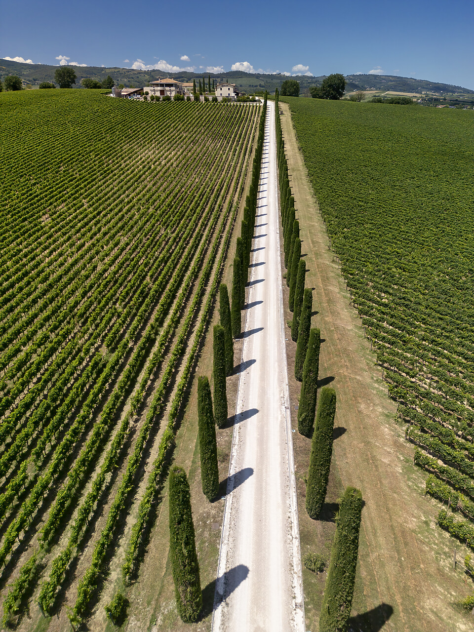 #240350-2 - Aerial View over Road Through Vineyard, Umbria, Italy