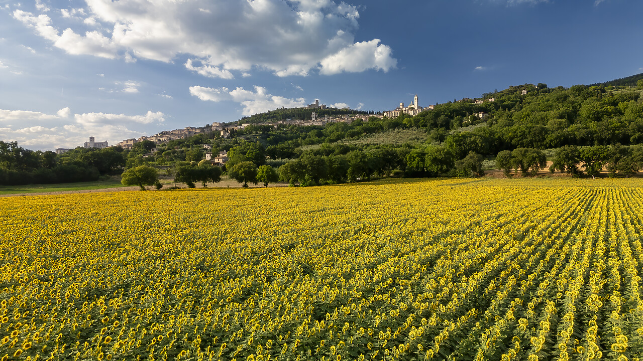 #240355-1 - Field of Sunflowers, Assisi, Umbria, Italy