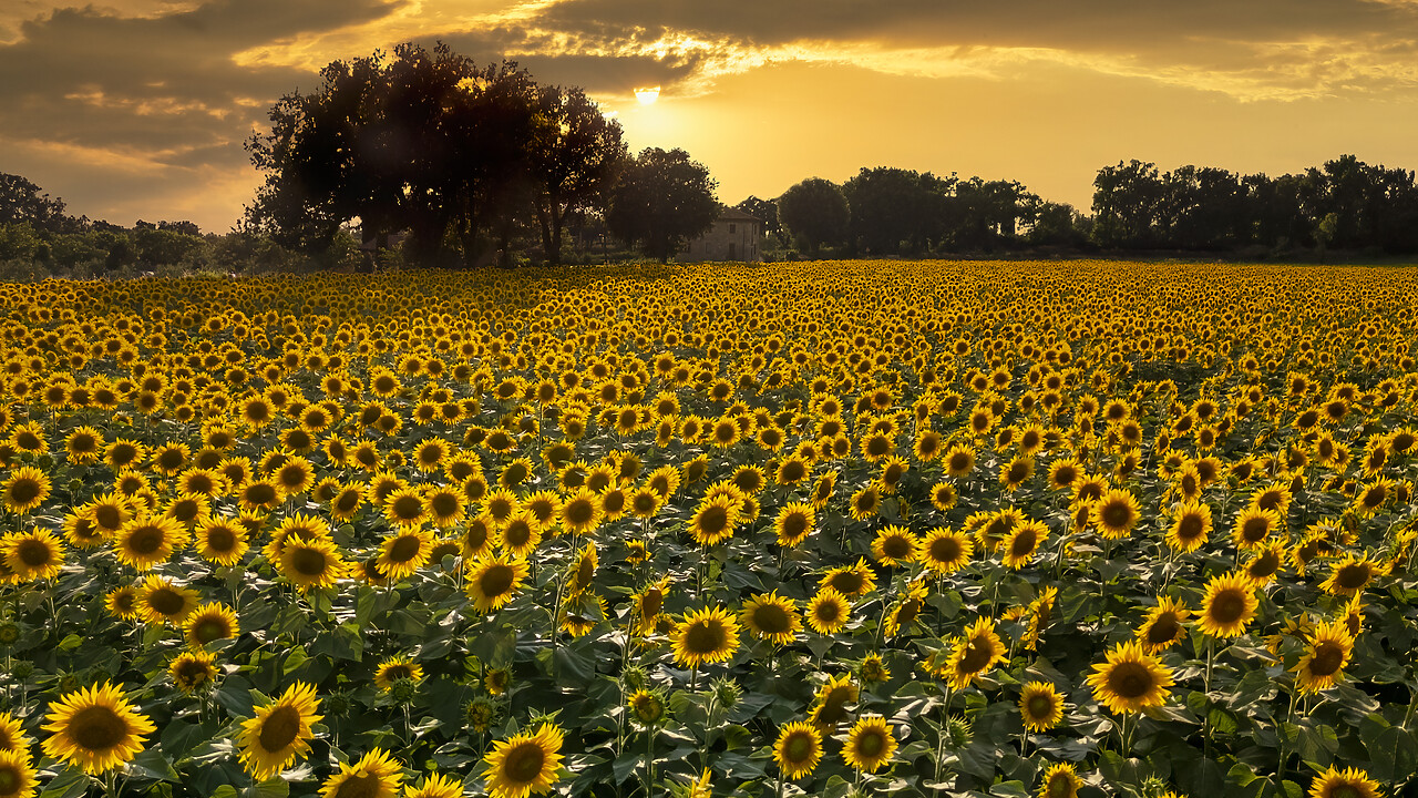 #240356-2 - Field of Sunflowers at Sunset, Assisi, Umbria, Italy