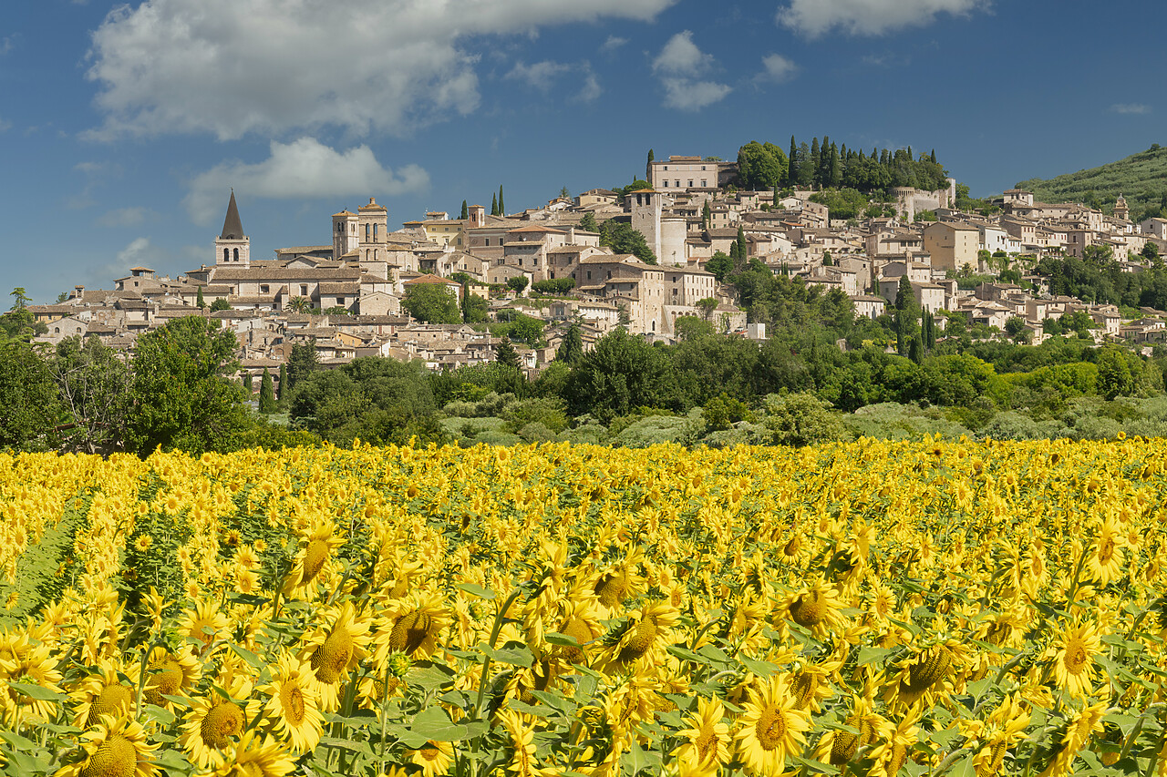 #240358-1 - Field of Sunflowers at Spello, Umbria, Italy