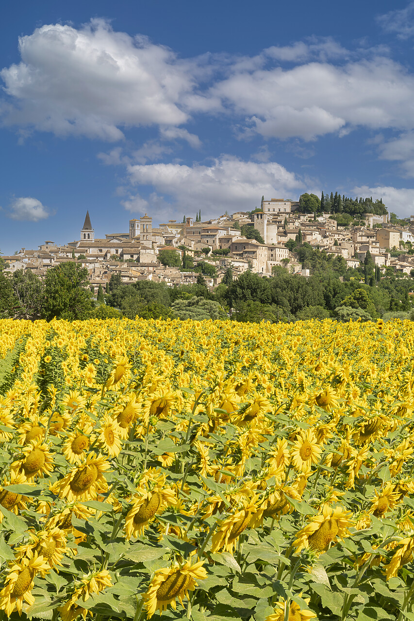 #240358-2 - Field of Sunflowers at Spello, Umbria, Italy Spello, Umbria, Italy