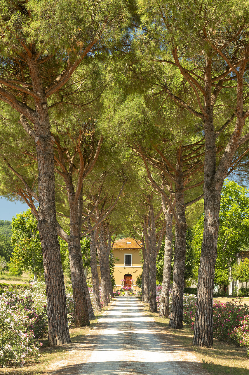 #240359-2 - Pine Tree Lined Road to Villa, near Assisi, Umbria, Italy