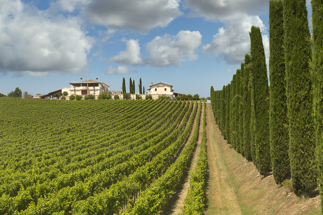 #240360-1 - Fattoria Colsanto Vineyard, Bevagna, Umbria, Italy