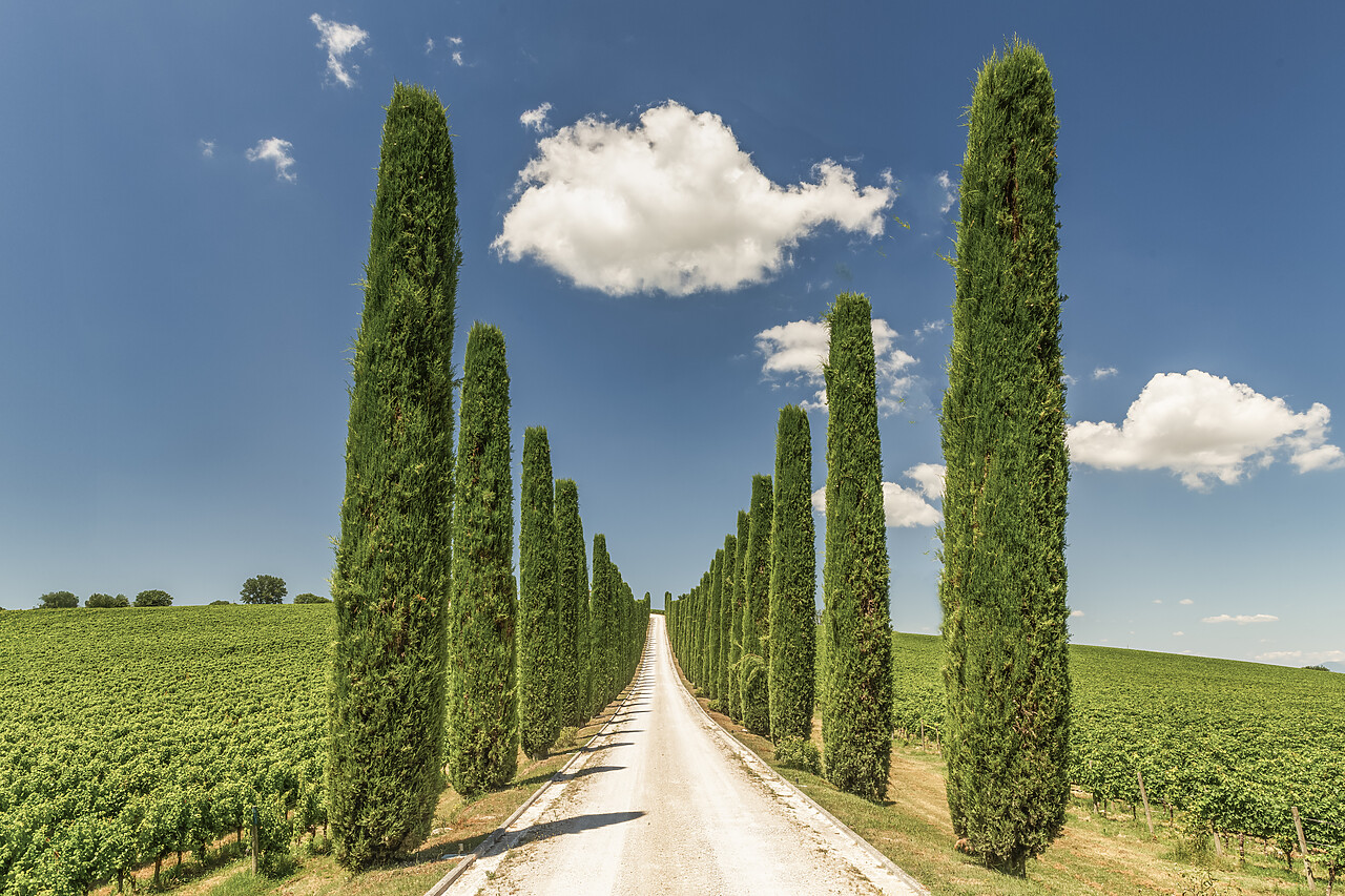 #240361-1 - Fattoria Colsanto Vineyard, Bevagna, Umbria, Italy