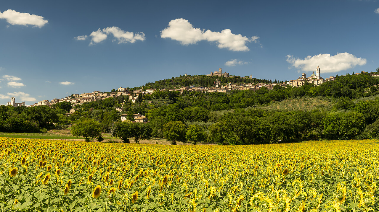 #240362-1 - Field of Sunflowers, Assisi, Umbria, Italy