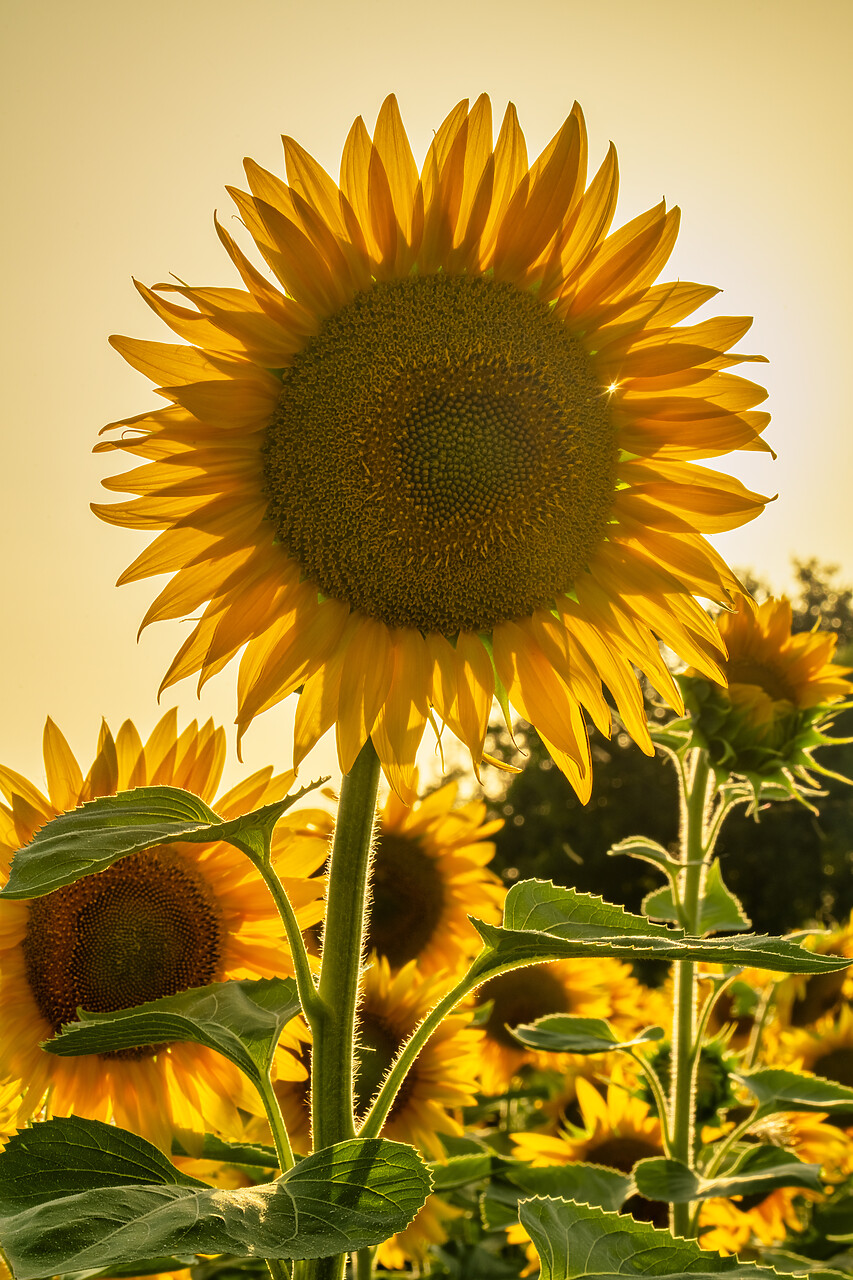 #240363-1 - Sunflower, Assisi, Umbria, Italy