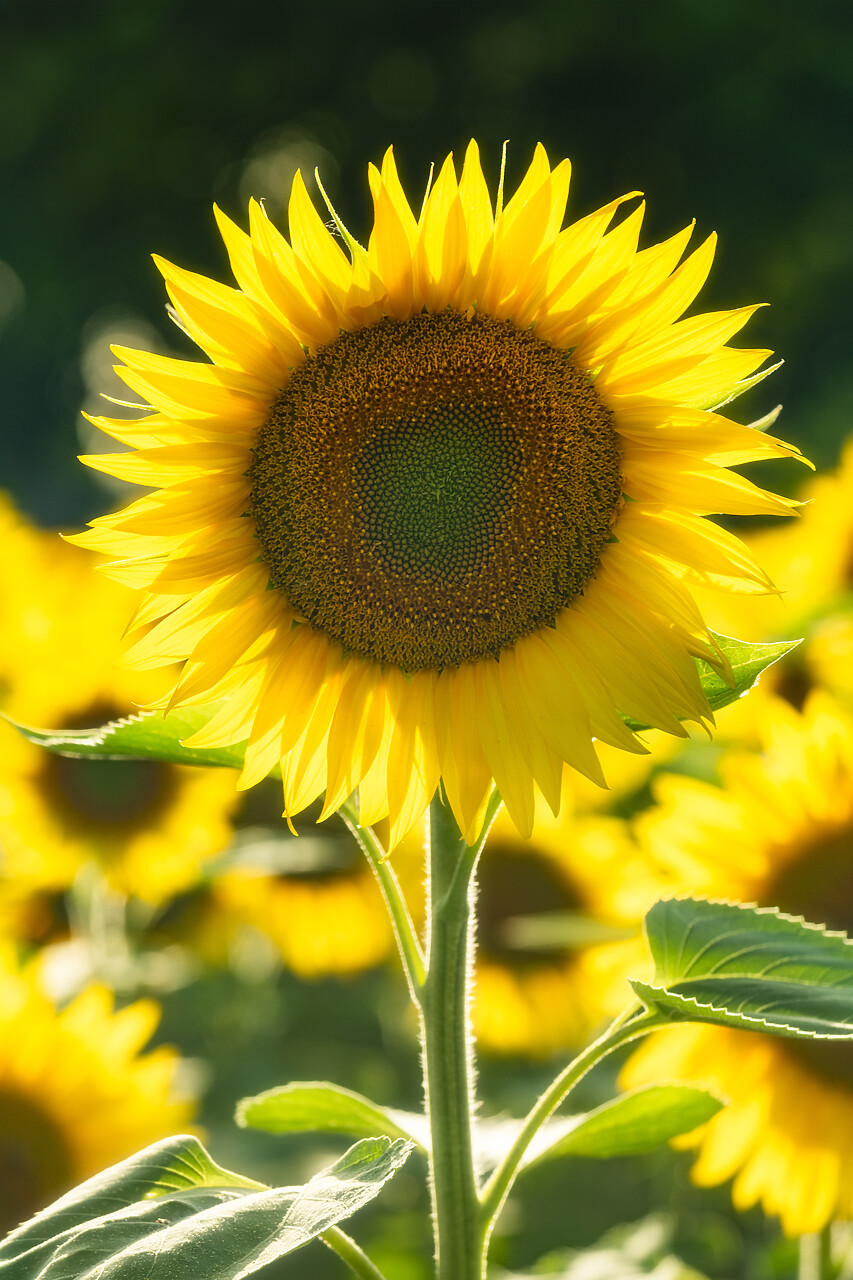 #240364-1 - Sunflower, Assisi, Umbria, Italy