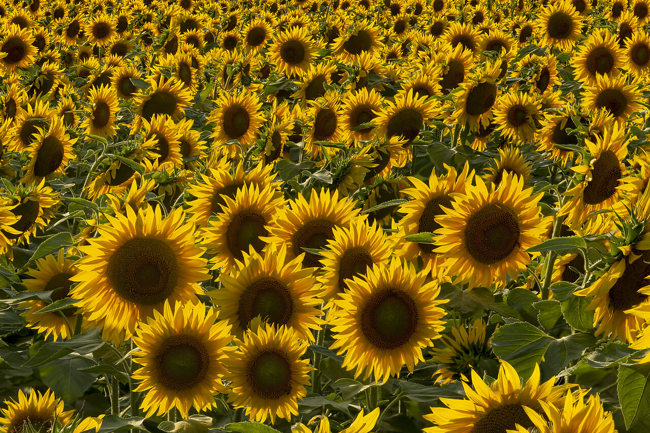 #240365-1 - Field of Sunflowers, Assisi, Umbria, Italy