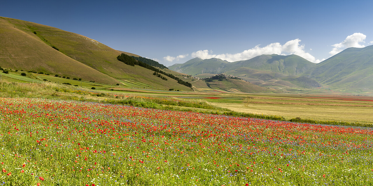 #240373-1 - Wildflowers on Piano Grande, Sibillini National Park, Umbria, Italy