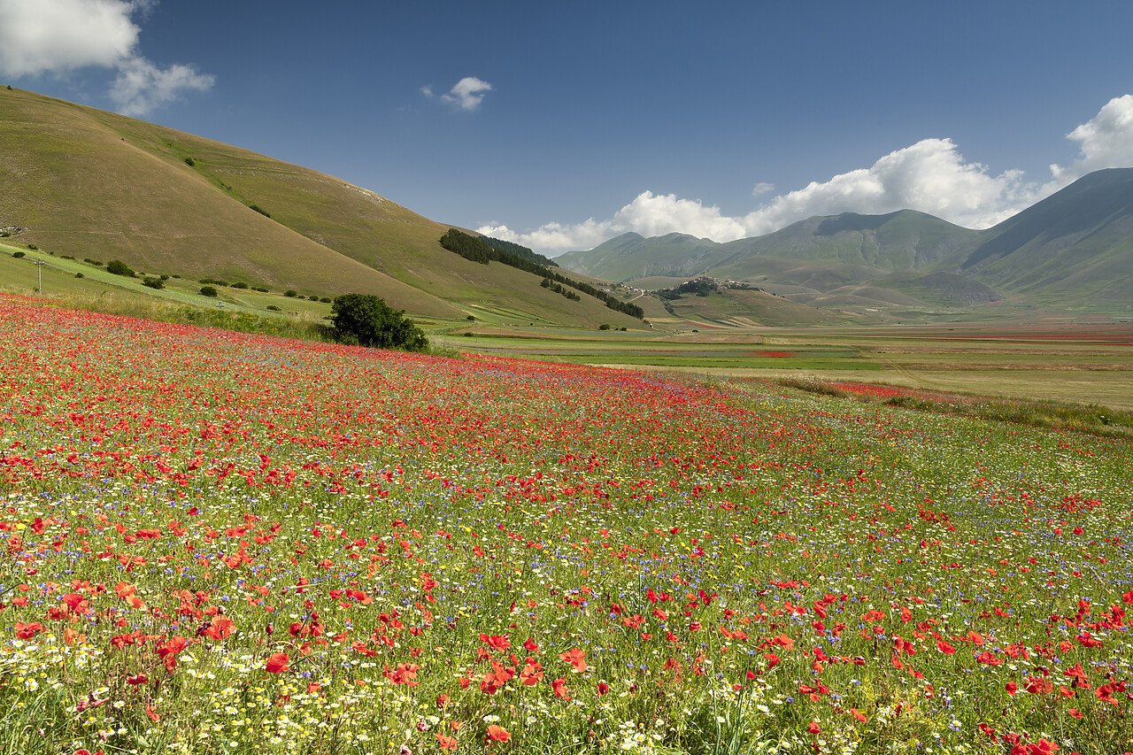 #240374-1 - Wildflowers on Piano Grande, Sibillini National Park, Umbria, Italy